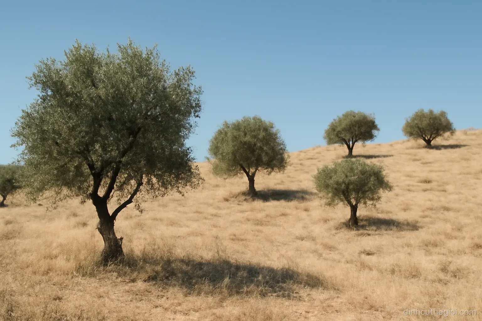 a dry hillside with sparse olive trees and pale grass under strong midday light and a cloudless sky